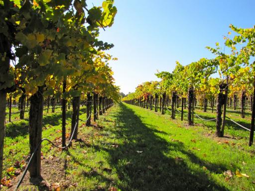 California Full Day Wine Country Tour - Napa Valley and Sonoma Valley 