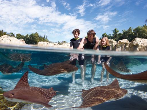 Discovery Cove® Orlando 