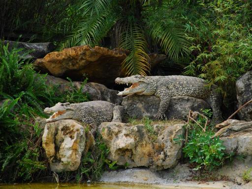 Gatorland Orlando