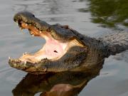 Crocodilos no parque Gatorland